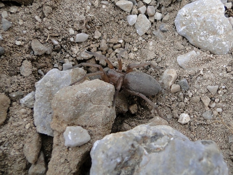 Gnaphosidae